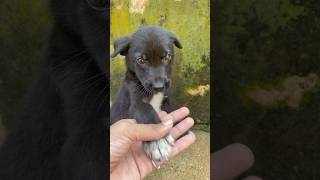 Her eyes 👀 dog trendingshorts pets dogvideos shortdog love PuppysHeaven [upl. by Mccullough]