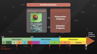 Les modifications de la biodiversité au cours du temps SVT 2de [upl. by Nahtnanhoj864]