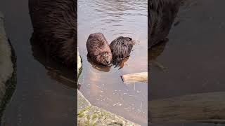 North American Beaver [upl. by Drarig]