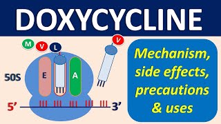 Doxycycline  Mechanism precautions side effects amp uses [upl. by Buseck]