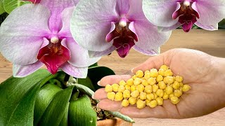 Absolute Treasure for ORCHIDS Use This Once a Month for Stunning Blooms 🌺 [upl. by Riana126]