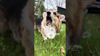 My Corgi took a DNA Test amp the Results are Shocking [upl. by Pubilis]