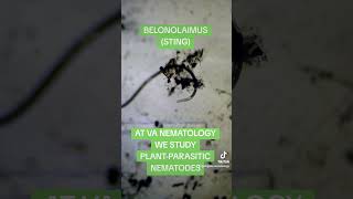 NEMATODE QUICK FACTSnematodes agriculture stem microscope [upl. by Briant]