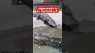 Alligators Enjoy New Pool For First Time 🥹🐊shorts alligator [upl. by Ekusuy174]