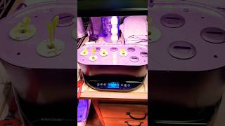 IM SCREWED Aerogarden Is Going Out Of Business [upl. by Carmon]