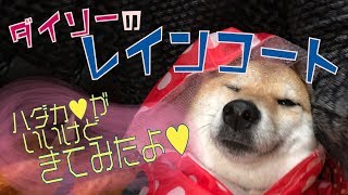 柴犬うたげ ダイソーの犬用の可愛い水玉レインコートをきてみたよ [upl. by Yvette]