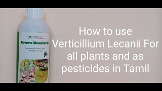 How to use Verticillium Lecanii For our terrace garden and as pesticides For all plants in Tamil🤩🤩 [upl. by Daria]