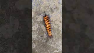 wasp moth orange black caterpillar🐛euchromia polymenachinkychannelrx1ch [upl. by Haibot729]