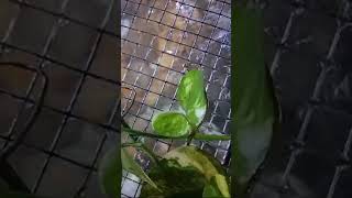 Adding water heater to pond in winter ❄️❄️🐟🐟🐟😱shorts youtubeshorts aquariumfish plants [upl. by Lekram459]