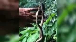 Giant Spider Battles Snake in Australia [upl. by Hodgkinson]