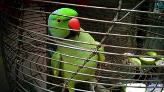 TIA PAKHI  RINGNECK PARROT TALKING  MITHU INDIA [upl. by Kensell]