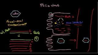 Polio virus life cycle [upl. by Harat876]