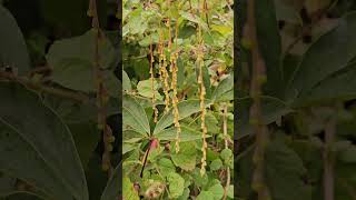 Flowers of Dioscorea pentaphylla [upl. by Shelley95]