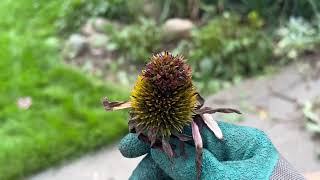 Yikes I have mites on my echinacea or is it something else [upl. by Butch]