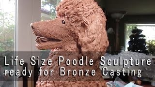 Poodle  Clay Dog sculpture ready for the bronze foundry [upl. by Welcy]