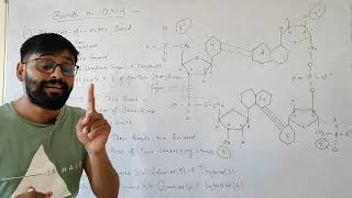 Types of Bonds present in DNA Molecular biology and Biochem Dr Sams Biology [upl. by Ahtar789]