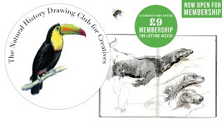 The Natural History Drawing Club is Now Open for Membership [upl. by Earle593]