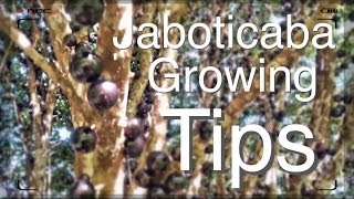 The Amazing Jaboticaba Tree  Growing Tips [upl. by Elleirda]