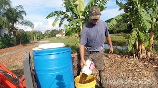 Fertilizing Banana Plants with Compost Tea made from Tithonia Diversifolia Mexican Sunflower [upl. by Walcoff]