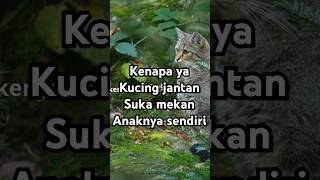 Kenapa kucing jantan sering memakan anaknya sendiri🤔 kucing cat meow [upl. by Edsel960]