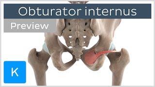 Functions of the obturator internus muscle preview  3D Human Anatomy  Kenhub [upl. by Sluiter]