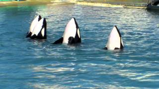 Orques et dauphins de Marineland Antibes [upl. by Marinna]