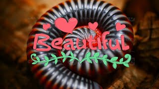 10 most beautiful Millipedes [upl. by Aniluap]