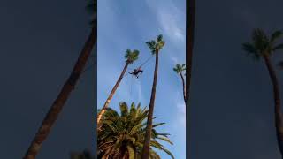 Don’t let your landscapers try this at home oddlysatisfying treeclimbing palmtrees [upl. by Oilicec13]