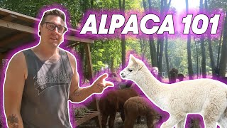 ALPACA 101  5 Basics to Alpaca Care [upl. by Ayatnahs858]