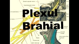 Plexul Brahial  Localizare structura ramuri terminale si colaterale [upl. by Haggai355]