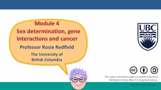 4G  Gene interactions in biochemical pathways  I [upl. by Artnoed124]