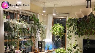 Wintering plants around the house [upl. by Reniti131]