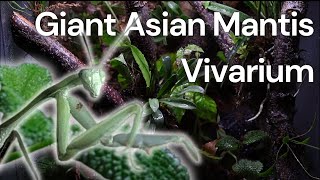 Building a Tropical Vivarium for Giant Asian Mantis [upl. by Anaujnas]