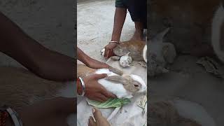 Male rabbit prepare for matting cuteanimal [upl. by Enitnemelc]