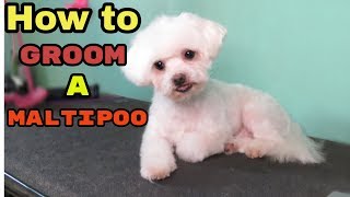 How to Groom a Maltipoo [upl. by Wilber]