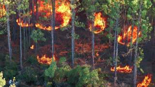 Prescribed Burns restoring the longleaf pine ecosystem EcoAdventures North Florida [upl. by Yrffej]