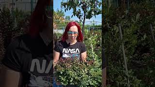 Барбарис Тунберга Атропурпуреа Нана shorts shortsvideo garden gardening landscape berberis [upl. by Adnohsed]