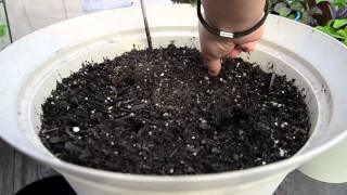 Growing bush beans in containers Part 1 [upl. by Elatnahc]