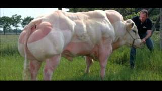 Belgian Blue Bull [upl. by Livvy]