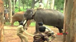 Captured elephants were shifted to Mudumalai The Training begins  Red Pix [upl. by Hayimas693]