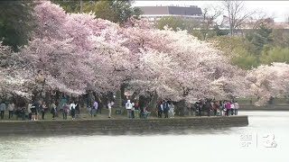 When will the cherry blossoms bloom in DC in 2024 [upl. by Ybreh829]