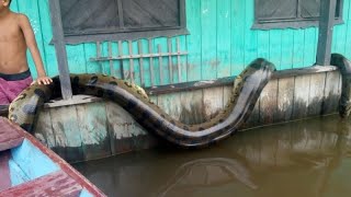 12 COBRAS GIGANTES CAPTURADAS NO BRASIL parte 2 [upl. by Carlyle177]