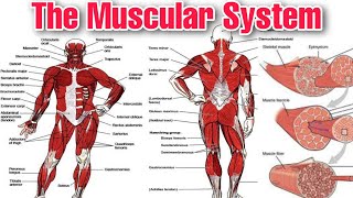 quotUnderstanding the Muscular System Anatomy Physiology and Function  Explained by Tutor [upl. by Robena]