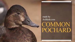 Common Pochard Aythya Ferina [upl. by Ociral348]