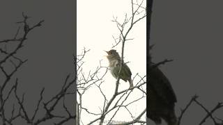 House Wren Singing  Alberta Canada birds wildlife shortsfeed [upl. by Damita]