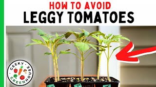 Leggy Tomato Seedlings  Tips For Stronger Plants  Geeky Greenhouse [upl. by Kablesh]