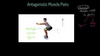 OCR GCSE PE 91 Antagonistic Muscle Pairs [upl. by Errol]