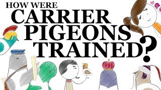 How Were Carrier Pigeons Trained [upl. by Pollak115]