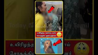 Pet Dog Death Issue  Tiruchendur Temple Elephant Issue  Sankarankovil Gomathi Elephant  shorts [upl. by Sirdna]