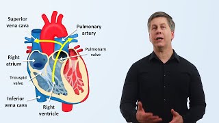 The Cardiovascular System An Overview [upl. by Culhert80]